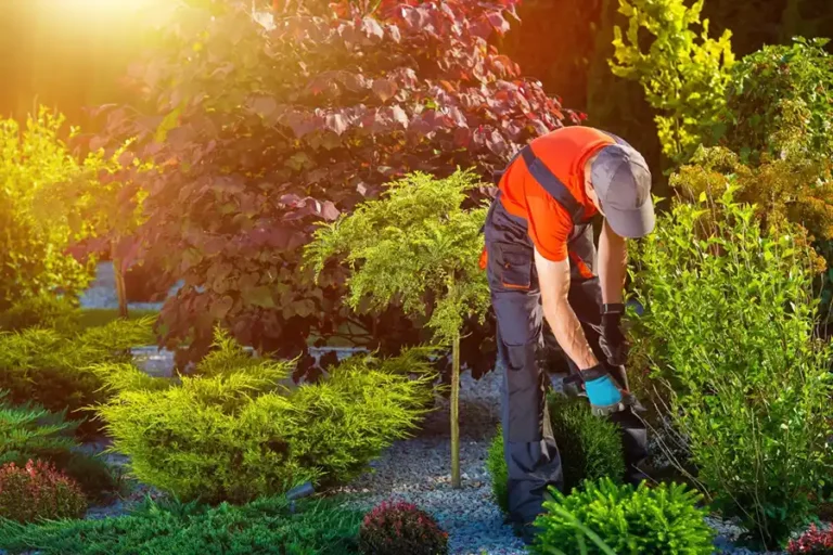 Landscaping and outdoor projects by handyman services in Tampa and Sarasota